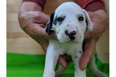 成約済の愛知県のダルメシアン-69813の6枚目