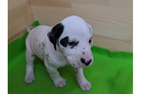 成約済の愛知県のダルメシアン-69813の5枚目