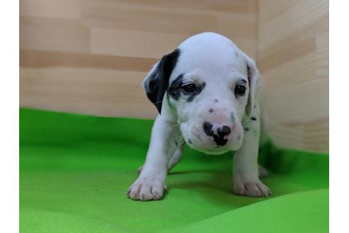 成約済の愛知県のダルメシアン-69813の4枚目