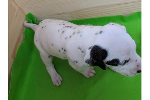 成約済の愛知県のダルメシアン-69813の2枚目