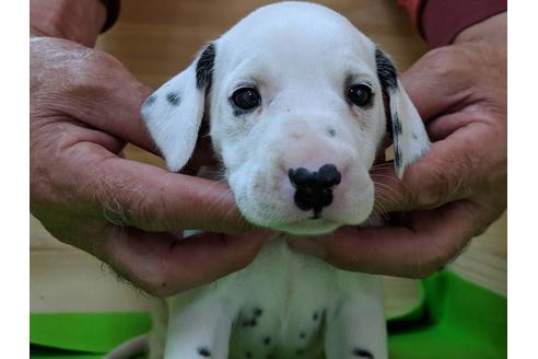 成約済の愛知県のダルメシアン-71415の4枚目