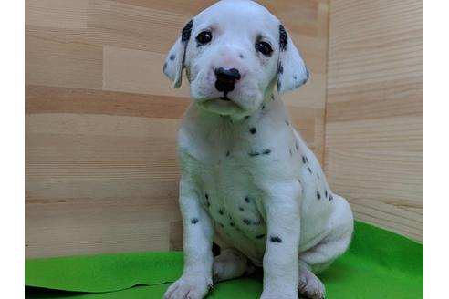 成約済の愛知県のダルメシアン-71415の2枚目