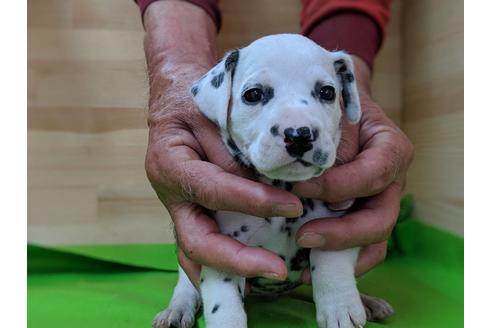 成約済の愛知県のダルメシアン-71417の1枚目