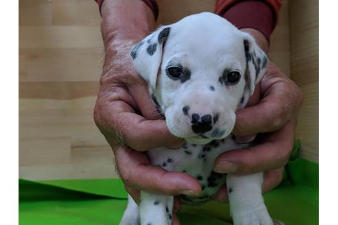 成約済の愛知県のダルメシアン-71417の6枚目