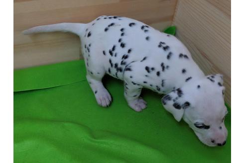 成約済の愛知県のダルメシアン-71417の4枚目