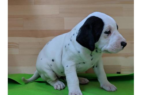 成約済の愛知県のダルメシアン-71419の5枚目