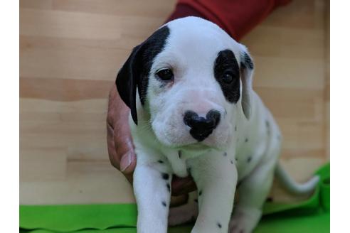 成約済の愛知県のダルメシアン-71419の4枚目