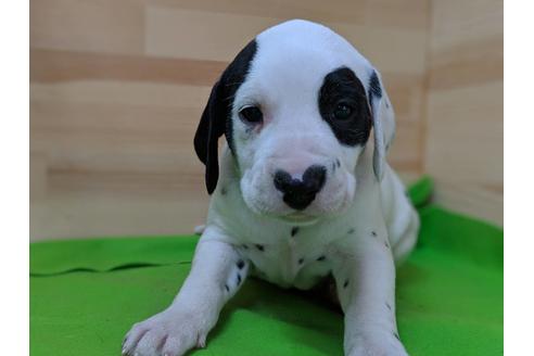 成約済の愛知県のダルメシアン-71419の1枚目