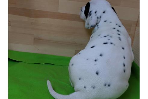 成約済の愛知県のダルメシアン-71419の3枚目