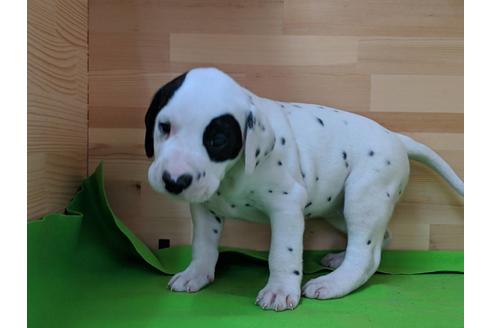 成約済の愛知県のダルメシアン-71419の2枚目