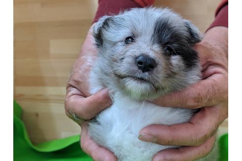 成約済の愛知県のシェットランドシープドッグ(シェルティ)-69798の1枚目