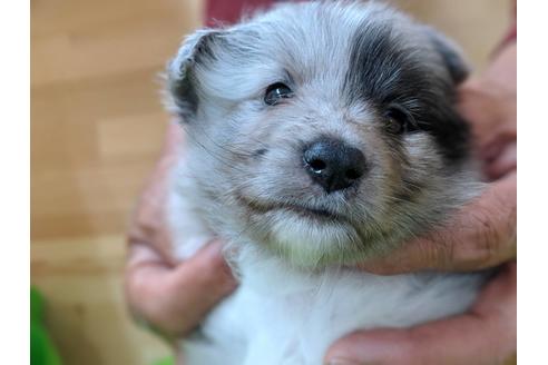 成約済の愛知県のシェットランドシープドッグ(シェルティ)-69798の5枚目