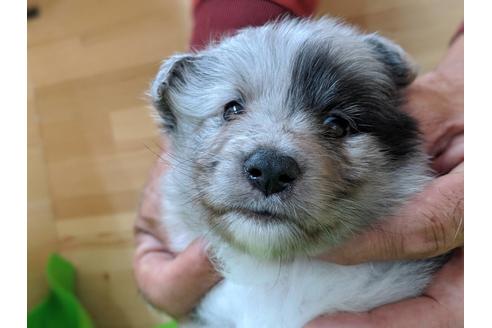 成約済の愛知県のシェットランドシープドッグ(シェルティ)-69798の4枚目