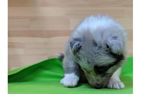 成約済の愛知県のシェットランドシープドッグ(シェルティ)-69798の3枚目