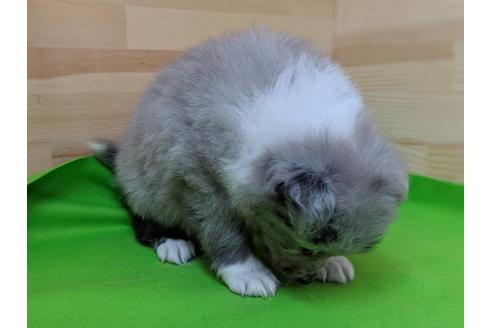 成約済の愛知県のシェットランドシープドッグ(シェルティ)-69798の2枚目