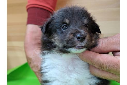 成約済の愛知県のシェットランドシープドッグ(シェルティ)-69800の6枚目