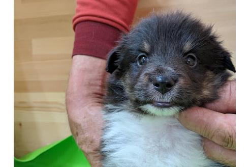 成約済の愛知県のシェットランドシープドッグ(シェルティ)-69800の5枚目