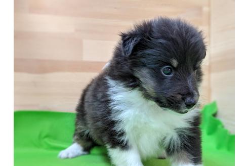 成約済の愛知県のシェットランドシープドッグ(シェルティ)-69800の3枚目