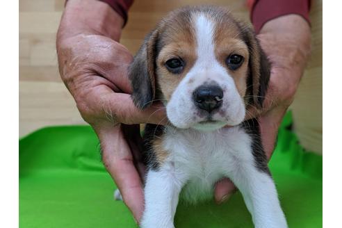 成約済の愛知県のビーグル-71422