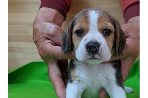 成約済の愛知県のビーグル-71422の5枚目