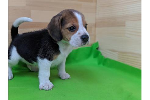 成約済の愛知県のビーグル-71422の4枚目