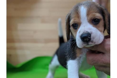 成約済の愛知県のビーグル-71422の3枚目