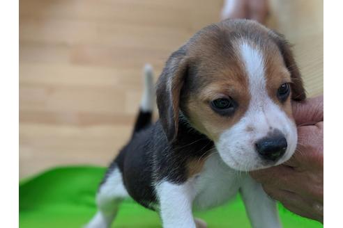 成約済の愛知県のビーグル-71422の2枚目