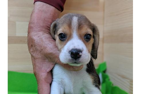成約済の愛知県のビーグル-71424の1枚目