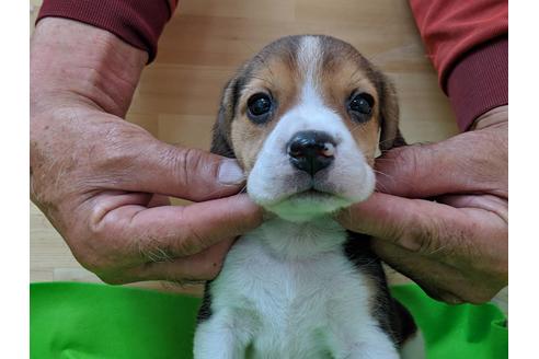 成約済の愛知県のビーグル-71424の3枚目