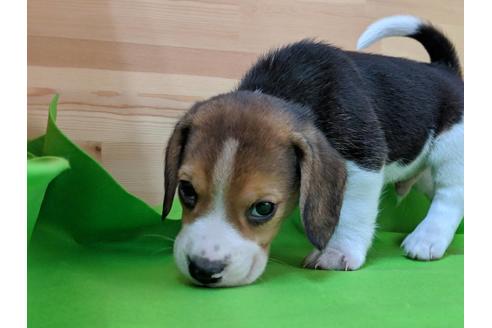 成約済の愛知県のビーグル-71424の2枚目