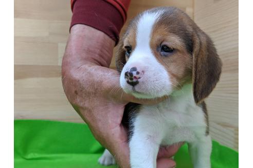 成約済の愛知県のビーグル-71425の1枚目