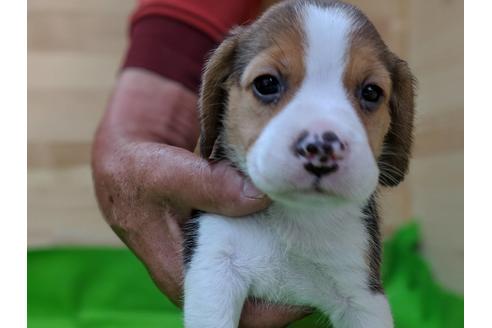 成約済の愛知県のビーグル-71425の4枚目
