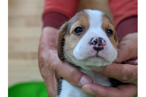 成約済の愛知県のビーグル-71425の3枚目
