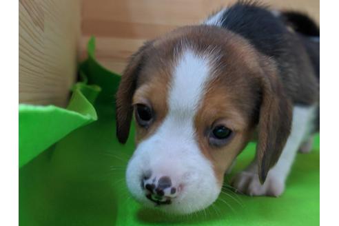 成約済の愛知県のビーグル-71425の2枚目