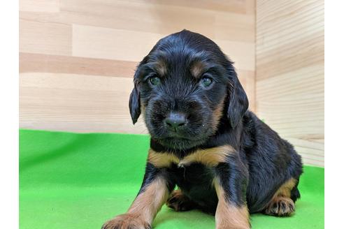 成約済の愛知県のイングリッシュコッカースパニエル-71426の2枚目