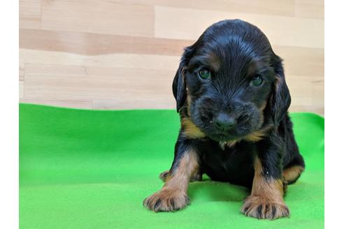 成約済の愛知県のイングリッシュコッカースパニエル-71428の1枚目