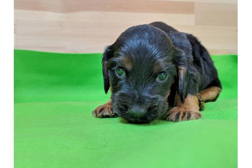 成約済の愛知県のイングリッシュコッカースパニエル-71428の4枚目