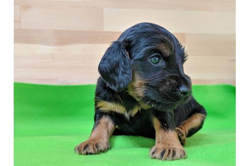成約済の愛知県のイングリッシュコッカースパニエル-71428の3枚目
