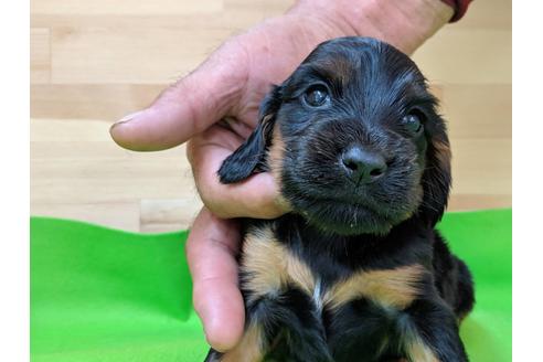 成約済の愛知県のイングリッシュコッカースパニエル-71428の2枚目