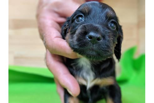 成約済の愛知県のイングリッシュコッカースパニエル-71430の1枚目