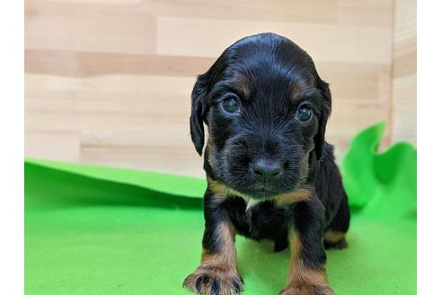 成約済の愛知県のイングリッシュコッカースパニエル-71430の4枚目