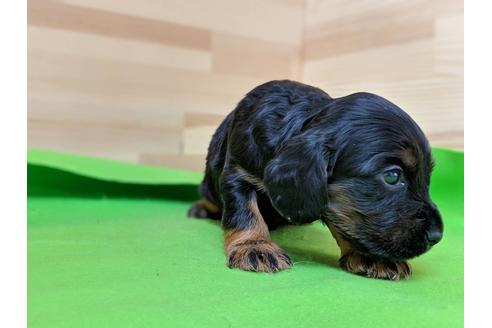 成約済の愛知県のイングリッシュコッカースパニエル-71430の2枚目