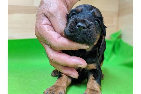 成約済の愛知県のイングリッシュコッカースパニエル-71431の1枚目