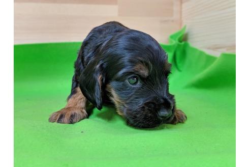 成約済の愛知県のイングリッシュコッカースパニエル-71431の3枚目