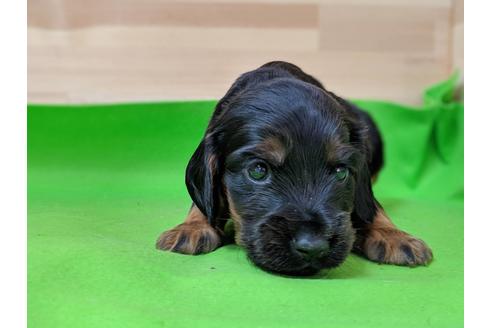 成約済の愛知県のイングリッシュコッカースパニエル-71431の2枚目