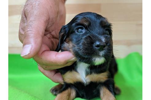 成約済の愛知県のイングリッシュコッカースパニエル-71433の4枚目