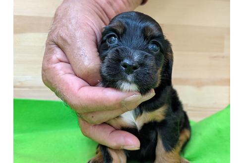 成約済の愛知県のイングリッシュコッカースパニエル-71433の3枚目