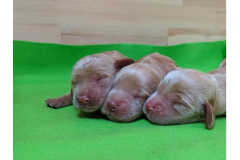 成約済の愛知県のイングリッシュコッカースパニエル-71438