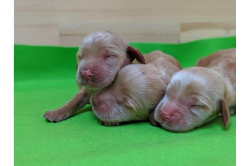 成約済の愛知県のイングリッシュコッカースパニエル-71439