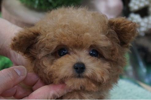 成約済の京都府のティーカッププードル-71448